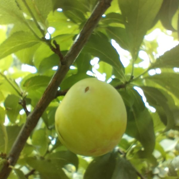 IMG20250609112006.jpg